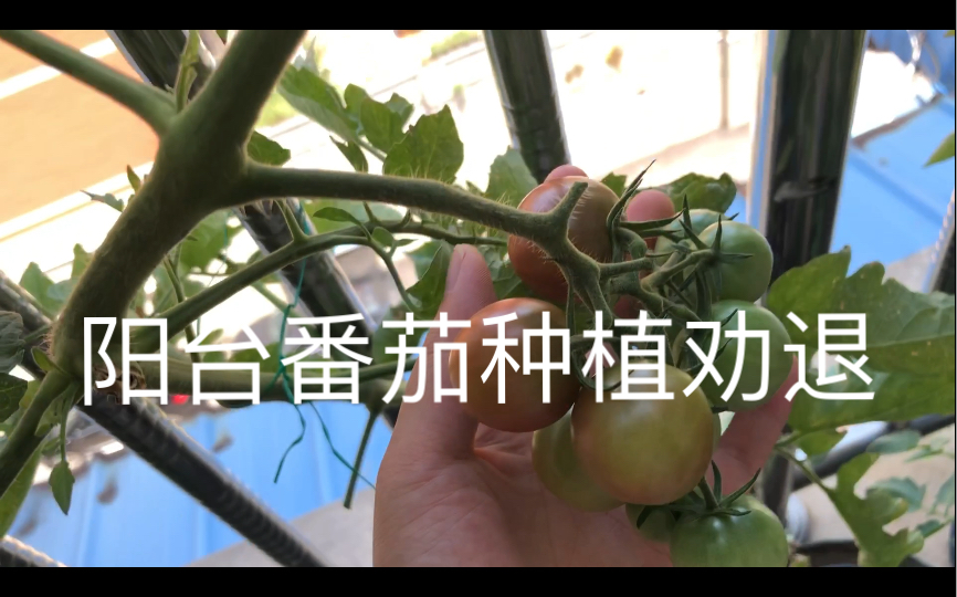 阳台番茄种植劝退