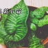 【蕨类植物】斑马蕨开箱视频