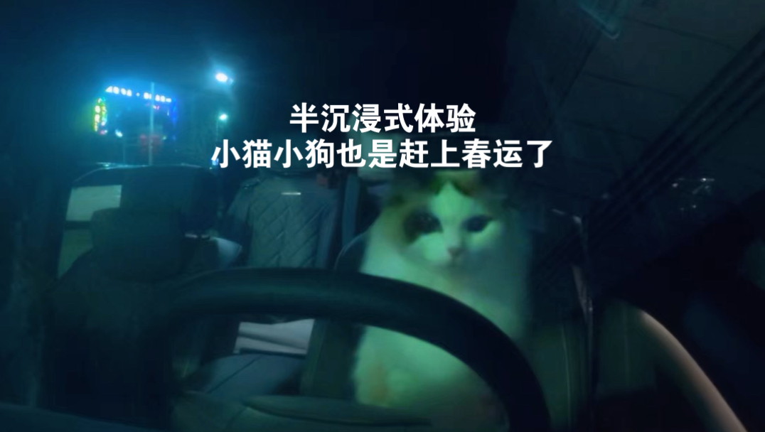 家在远方，但小猫小狗始终在身旁。