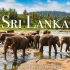 【4K】斯里兰卡 - 绝美风景休闲放松影片