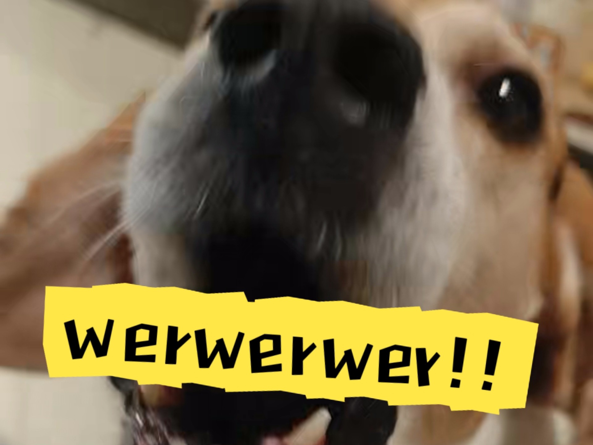 你怎么才回来！！！werwerwer！！