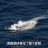 震撼！蓝鲸巨口直吞磷虾群