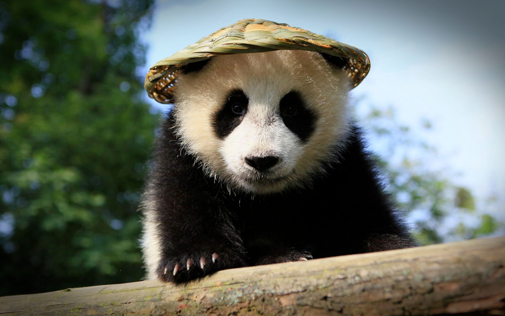 大熊猫国家公园唐家河片区2020年上半年累计捕捉大熊猫影像高达18次 _湿地保护_www.shidicn.com