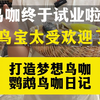 芳祯鹦鹉鸟咖终于试业了！鹦鹉宝贝来鸟咖打工啦！今天就撩起来了