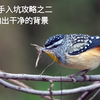 拍鸟新手入坑攻略之二：如何让照片背景更干净
