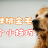怎样挑选一只纯种金毛，这12个特点帮你轻松分辨，简单易懂好上手