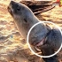 徒手救援严重割伤的小海狮，细鱼线都勒进了肉里【纳米比亚海洋保护队】