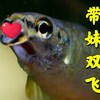 《带 妹 双 飞