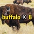 8个 buffalo 连在一起竟是一个有趣的句子!