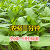 空心菜种植一个月能釆摘？答案就在这里，三分钟记录整个过程 #空心菜种植 #楼顶种菜达人