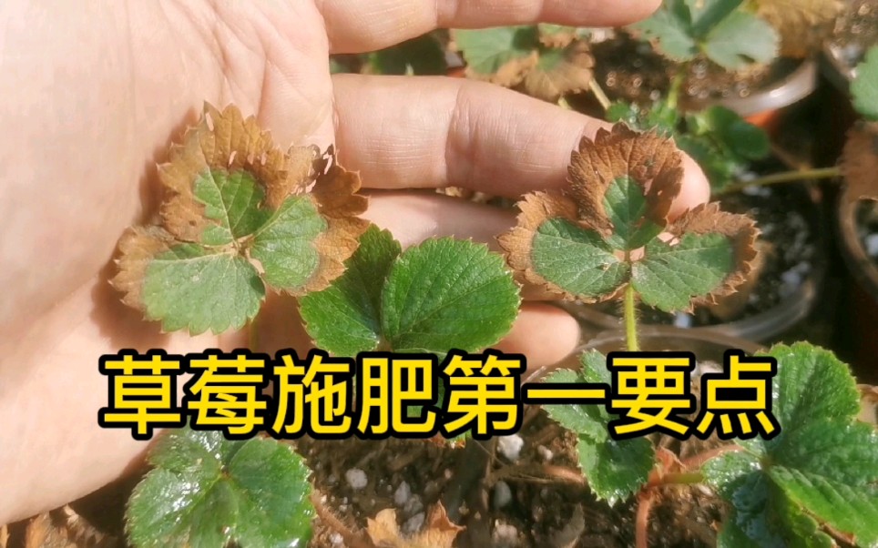 新手种草莓怎么施肥？务必记住这三点！