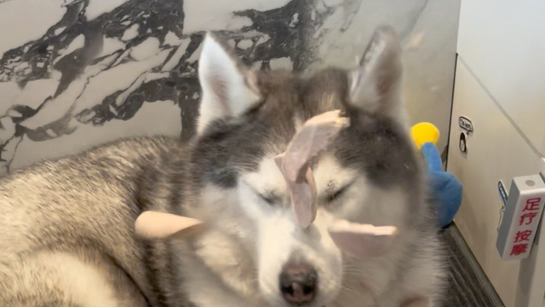 狗子我啊经历了狗生百态