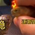 对龟龟霸凌说NO！