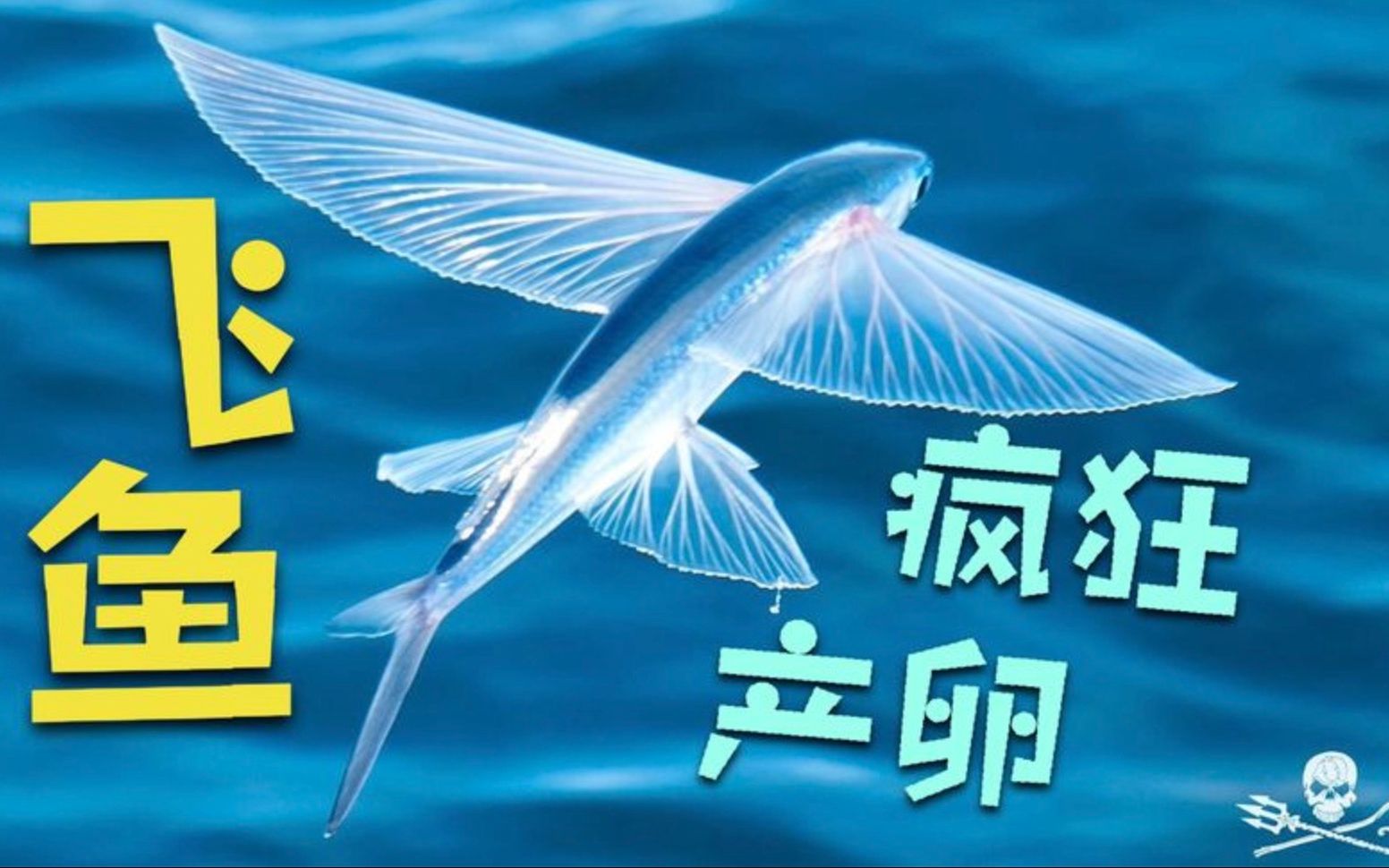 数千条飞鱼变海王在棕榈叶繁殖产卵 被困叶中和鱼卵一起沉入海洋哔哩哔哩bilibili