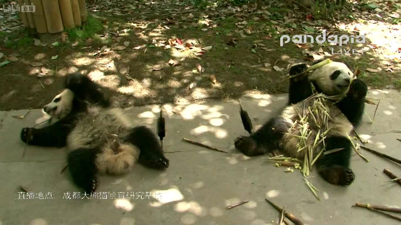 20170506【大熊猫梅兰,园满】满肉的吃笋时间