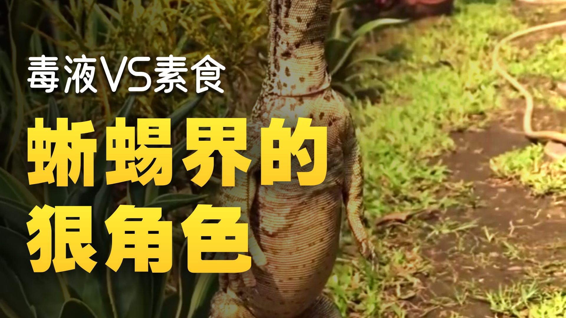 这种蜥蜴吃人吗？