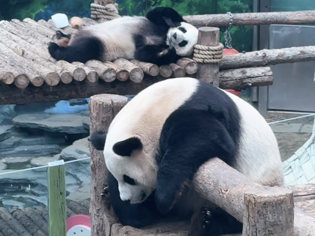 Local Fitness Female Bodhisattva (52): gym deep squat hip and leg workout. (non-stop high energy, visual impact pulling full stop)