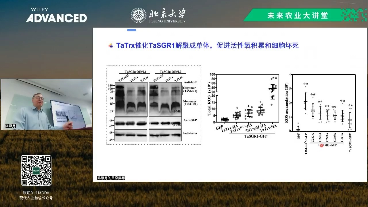条锈菌与小麦攻防策略研究