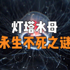 灯塔水母的永生能力到底有多强，两年可重生10次，对人类研究的意义极大