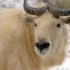【中国珍稀物种系列纪录片】——金毛羚牛