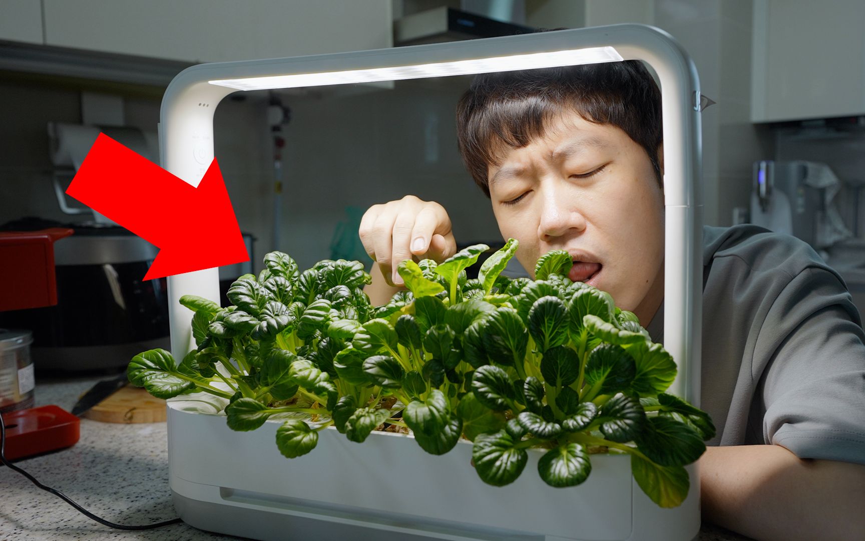 【纯VLOG】在家种了60天的蔬菜，味道到底怎么样？feat. LG tiiun mini使用感受｜大耳朵TV