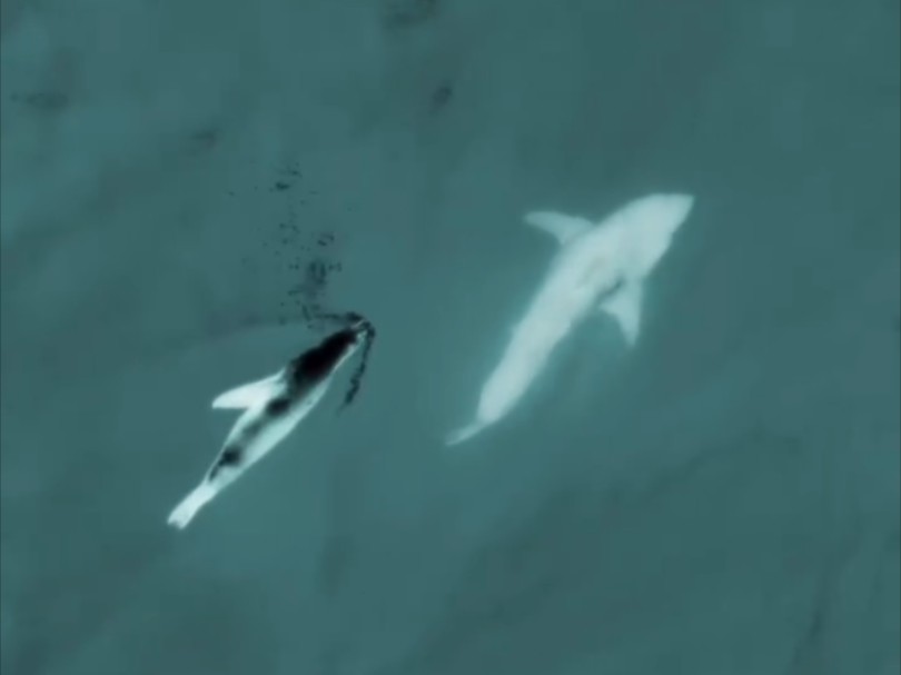 加州海狮驱逐比自己更大的大白鲨