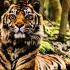 老虎的各个种类，从外形到体型都有区别。好奇武松打的是哪种老虎
