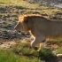 欣赏非洲大草原野生动物风景、动物世界