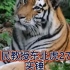 实测一只野生东北虎体重为270kg，北京师范大学教授冯利民谈东北虎