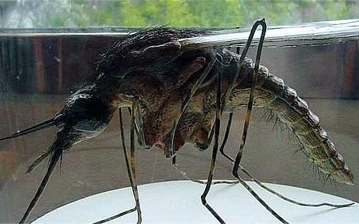 世界最大蚊子,长40厘米,不吸血靠吃小蚊子生存