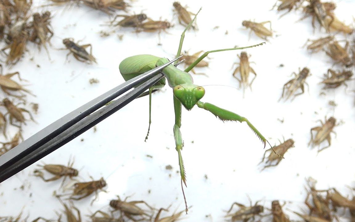 让大量蟋蟀吃寄生铁线虫的螳螂的结果