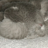 今日份治愈猫丸子，来一份吗？别的丸子都在抢奶，只有这只岁月静好（好像被卡脖子了
