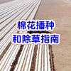 棉花播种和除草指南