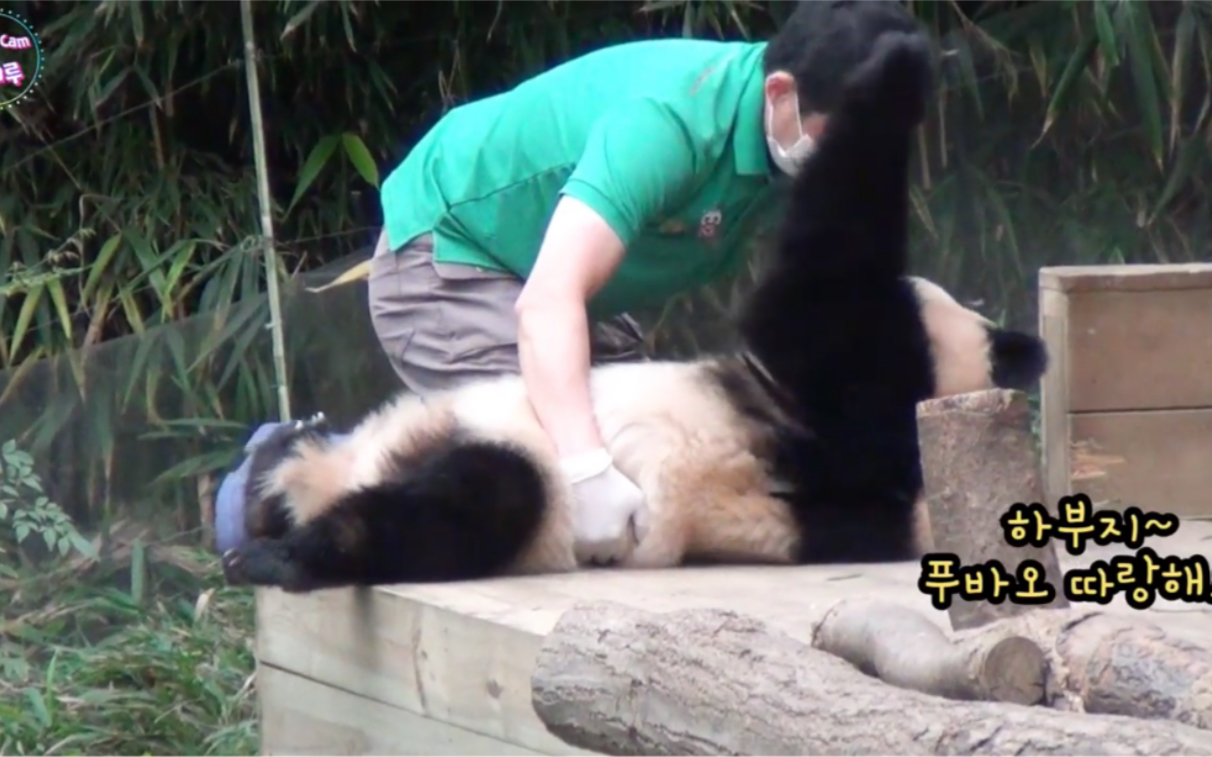 210906 大熊猫福宝：奶爸 你来接我下班啦 真乖！（摸摸奶爸的头） 咦？角色是不是反了？