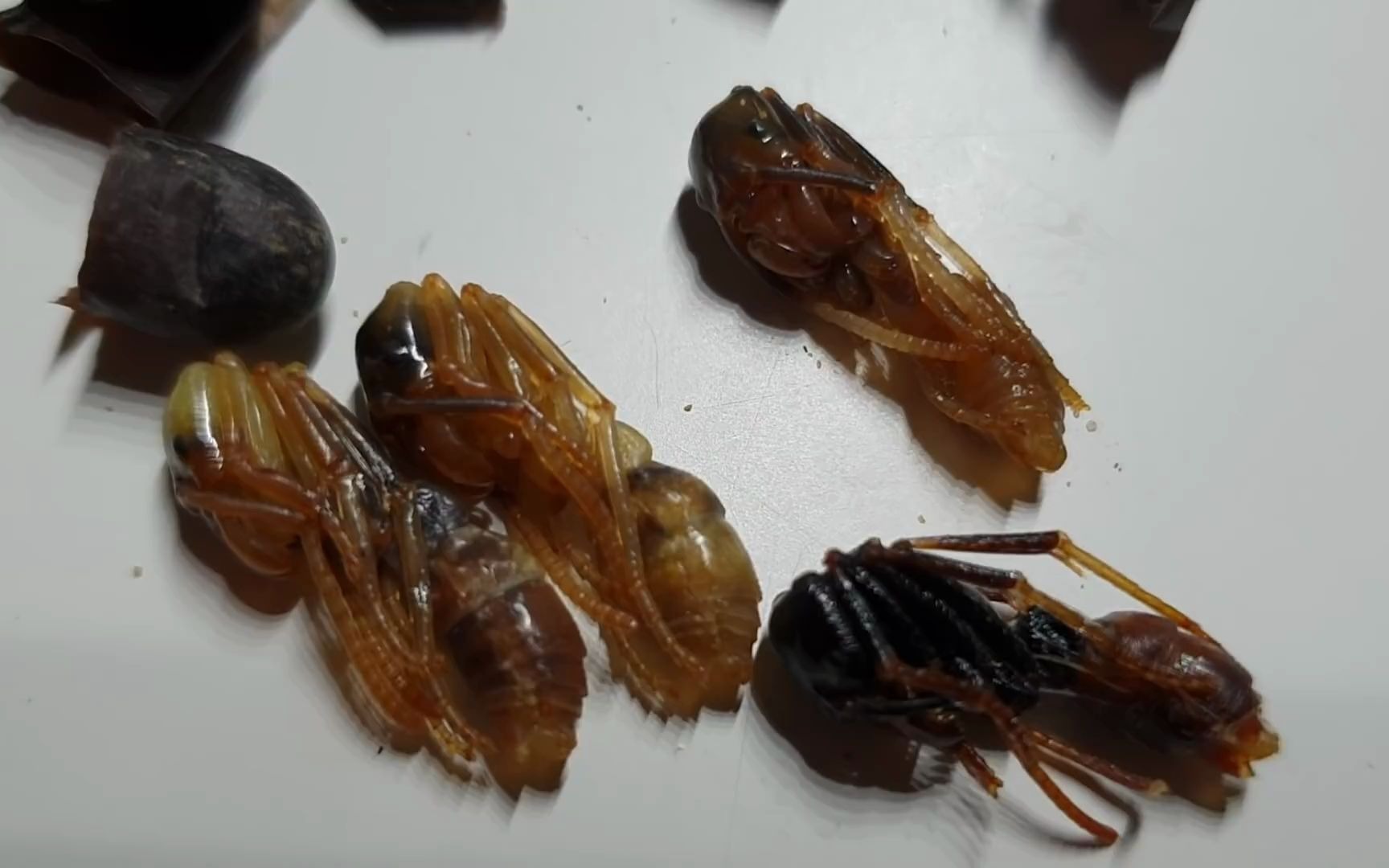 世界上最大的蚂蚁巨猎猛蚁的裸茧dinoponeralucidapuppenteil2