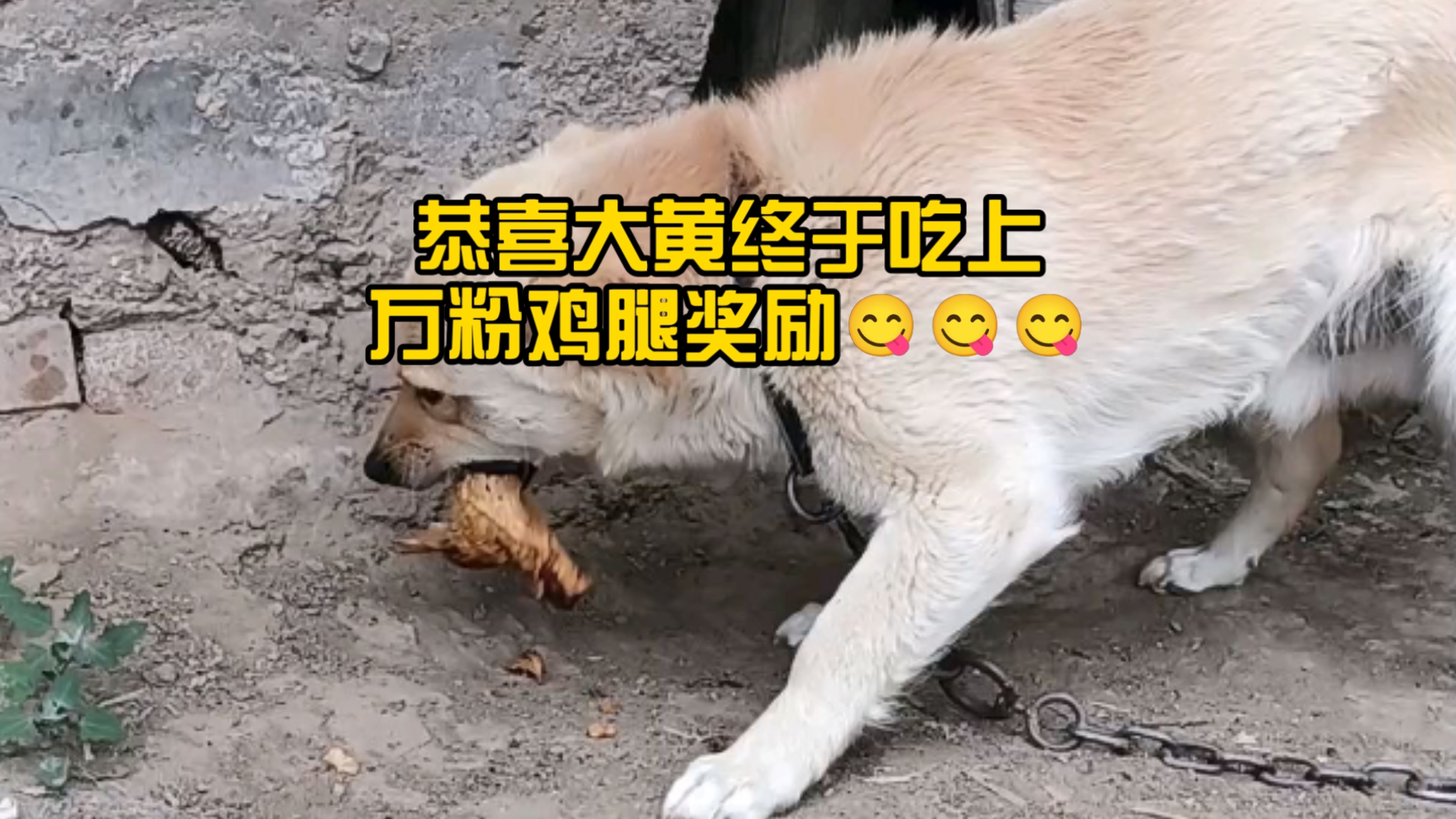 恭喜大黄终于吃上万粉鸡腿奖励😋😋😋