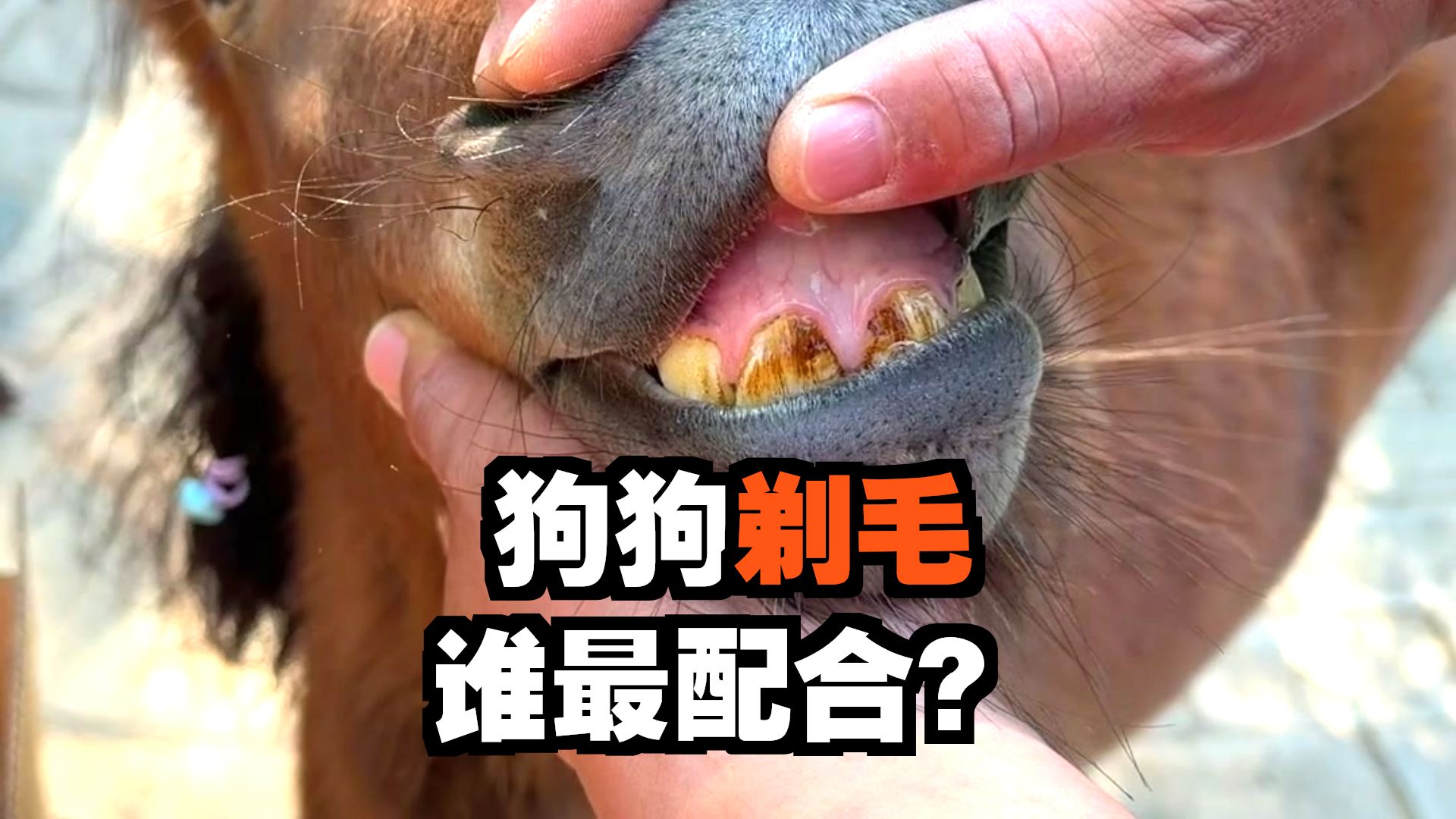 此次推毛口头表扬小皮，虽然还是呜呜喳喳，但比着前几年好多了