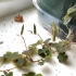 三叶草 ☘️ 种子的慢镜头炸裂过程