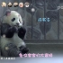 《大话熊猫》第3季 第3话 告白熊猫！