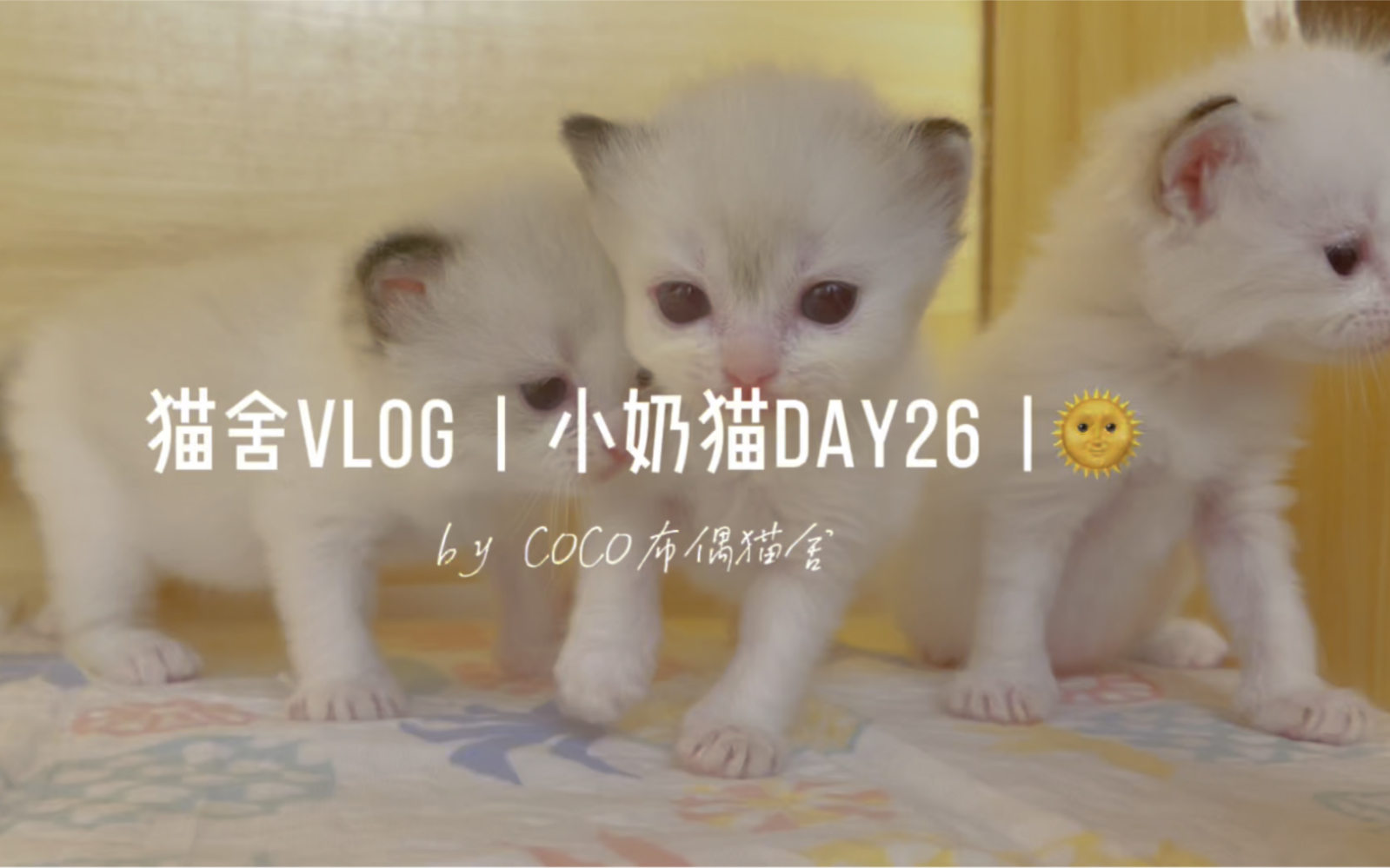 猫舍vlog｜纯享版小奶猫～26天啦，蹒跚学步的日常_哔哩哔哩_bilibili