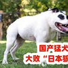 国产猛犬板凳狗大败“日本狼犬”，战无不胜，结局想哭