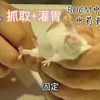 动物实验操作13-小鼠抓取+灌胃