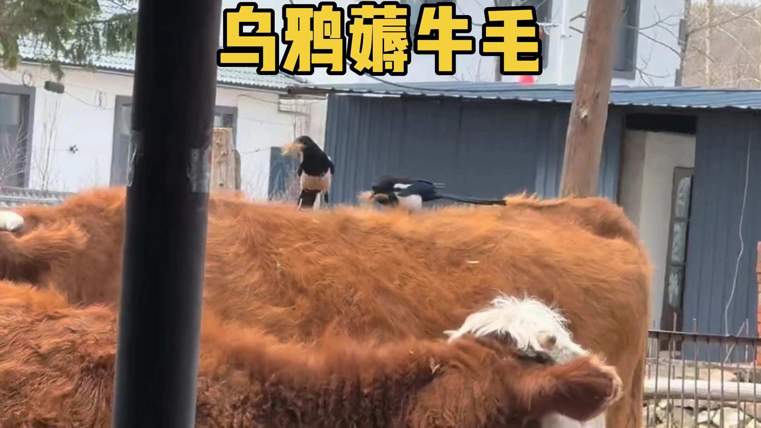 喜鹊不薅羊毛开始薅牛毛了-笑亿天-笑亿天-哔哩哔哩视频