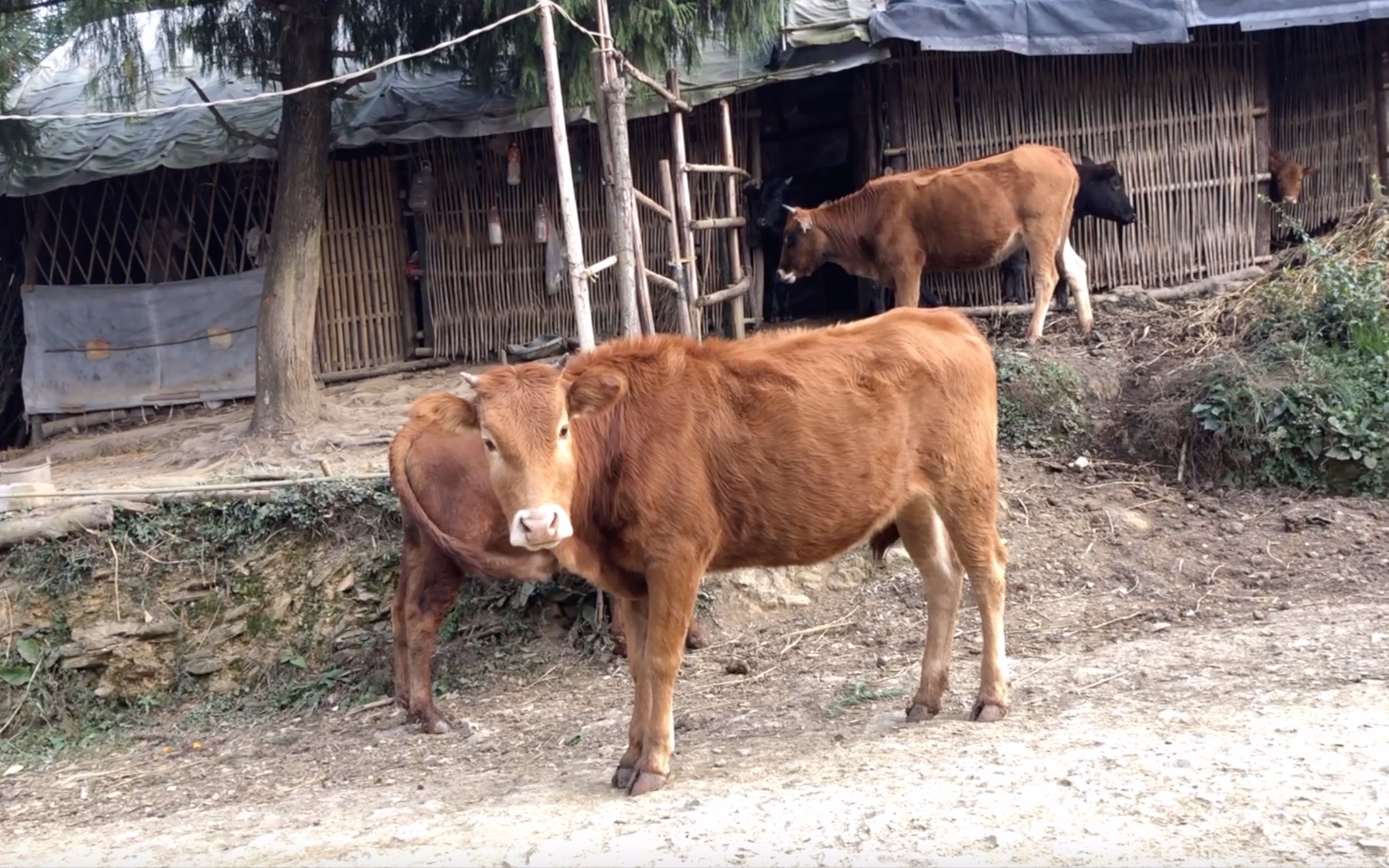 内蒙古草原吃草奶牛摄影图高清摄影大图-千库网