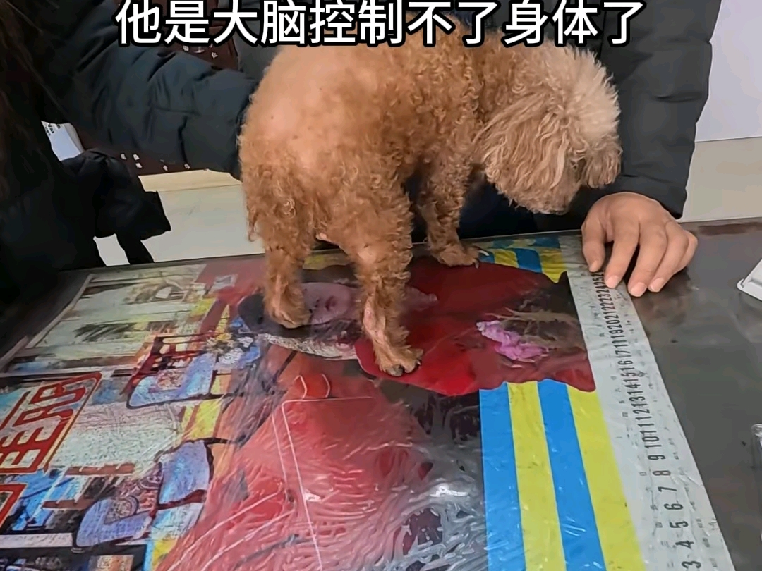 乡村兽医修猫修狗的一天