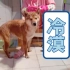 【柴犬小北】给大家表演一个单身狗甩水～祝大家情人节快乐！