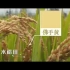 短视频：三分钟看完中国现代农业发展