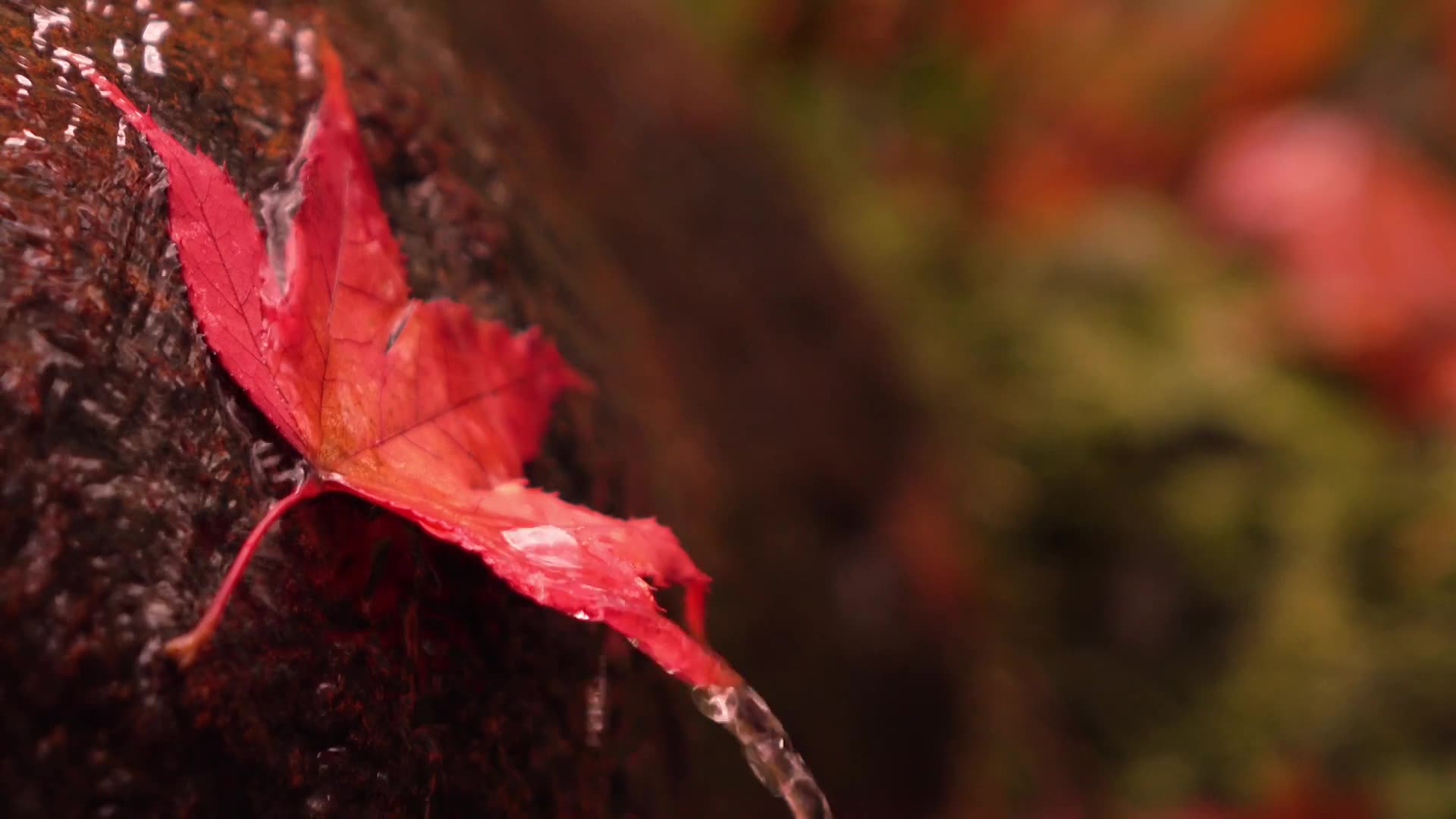 超美落红飘叶 4k 祇王寺京都の紅葉京都の庭園 哔哩哔哩 つロ干杯 Bilibili