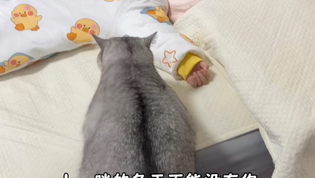 铲屎的，你拦不住我找幼崽
