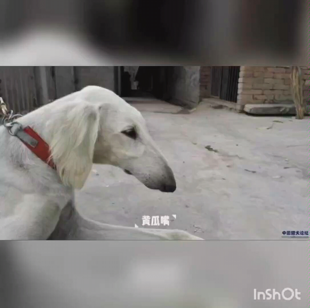 中国本土犬种都有哪些？ - 知乎